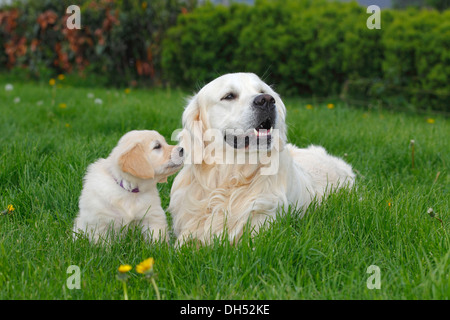 Golden Retriever Welpe und Rüden auf einer Wiese, Deutschland Stockfoto
