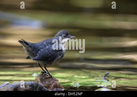 Juvenile europäische, weiße-throated, Wasseramseln (Cinclus Cinclus) stand im Fluss. Yorkshire Dales, North Yorkshire, England, UK Stockfoto