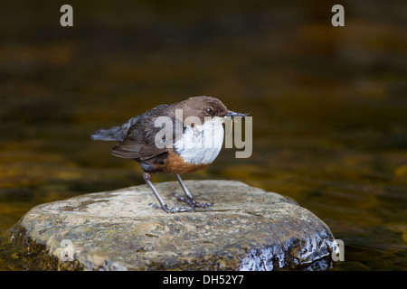 Europäische, weiße throated, Wasseramseln (Cinclus Cinclus) für Larven im Fluss angeln. Yorkshire Dales, North Yorkshire, England, UK Stockfoto