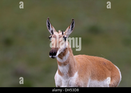 Antilope im Yellowstone National Park, erschossen In freier Wildbahn Stockfoto