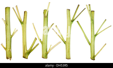 Grüne Sonnenblume Stämme für Ostern Stockfoto