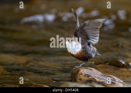 Europäische, weiße throated, Wasseramseln (Cinclus Cinclus) Dehnung Flügel auf Felsen. Yorkshire Dales, North Yorkshire, England, UK Stockfoto