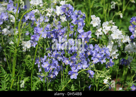 Jacobs Ladder Stockfoto