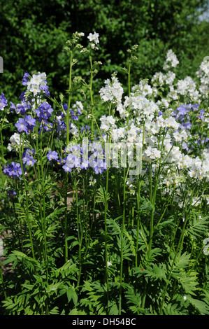 Jacobs Ladder Stockfoto