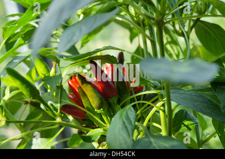 Rumänische Chilischote auf eine Pflanze, schwedischer Name Rumänsk Chili, Capsicum annuum Stockfoto