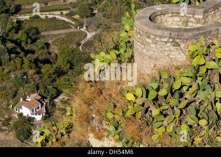 PRICKLY PEAR CACTUS [OPUNTIA] WACHSEN AUF DIE ALTE STADT MAUER RONDA ANDALUSIEN SPANIEN Stockfoto