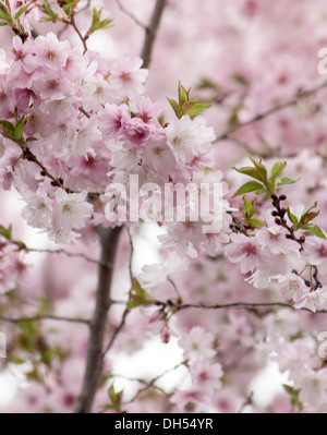 Himmel voller Kirschblüten im Frühling Baum Stockfoto