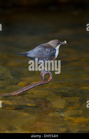 Europäische, weiße throated, Wasseramseln (Cinclus Cinclus) von Köcherfliegenart Larven ernähren. Yorkshire Dales, North Yorkshire, England, UK Stockfoto