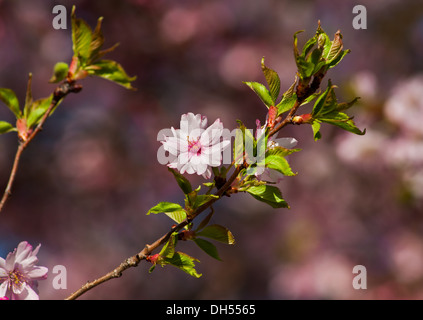 Mini-Kirschblüten Blumen auf Äste im Frühjahr Stockfoto