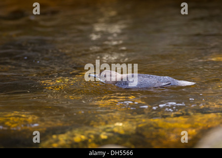 Europäische, weiße throated, Wasseramseln (Cinclus Cinclus) im Fluss schwimmen. Yorkshire Dales, North Yorkshire, England, UK Stockfoto