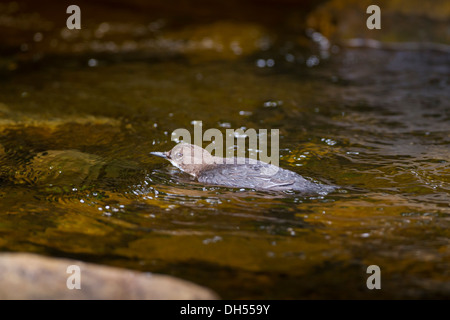 Europäische, weiße throated, Wasseramseln (Cinclus Cinclus) im Fluss schwimmen. Yorkshire Dales, North Yorkshire, England, UK Stockfoto