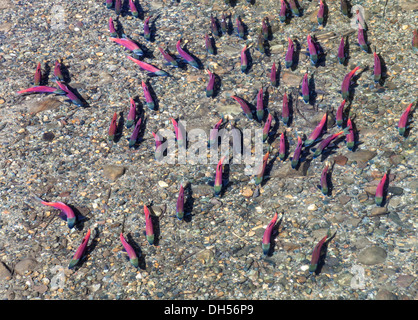 Kokanee Lachs in Taylor Creek in South Lake Tahoe im Herbst; Lachs drehen leuchtend rosa und rot, wenn sie im Herbst laichen Stockfoto