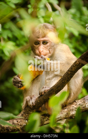 Toque Makaken Affen in Dambulla, Sri Lanka Stockfoto