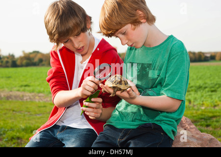 Zwei jungen, die eine Schildkröte mit einer Lupe untersuchen Stockfoto