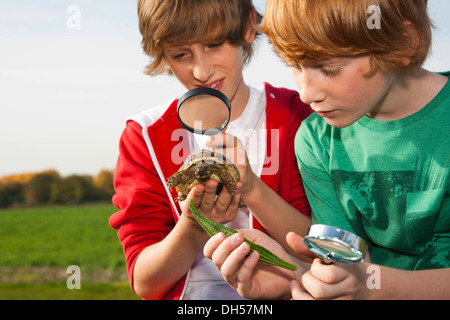 Zwei jungen, die eine Schildkröte mit einer Lupe untersuchen Stockfoto