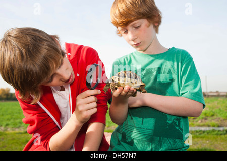 Zwei jungen, die eine Schildkröte mit einer Lupe untersuchen Stockfoto