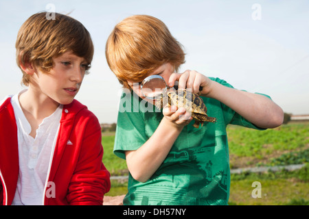 Zwei jungen, die eine Schildkröte mit einer Lupe untersuchen Stockfoto