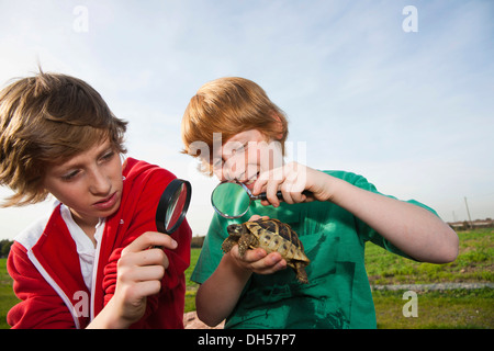 Zwei jungen, die eine Schildkröte mit einer Lupe untersuchen Stockfoto