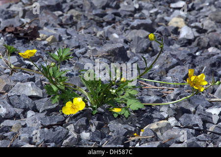 Kriechende Hahnenfuß, Ranunculus repens Stockfoto