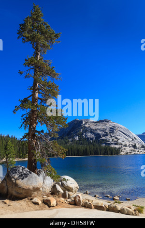 Yosemite National Park, Blick auf Lake Tenaya (Tioga Pass), California Stockfoto