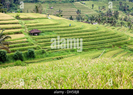 Reis Felder, Tetebatu, Insel Lombok, Nusa Tenggara Barat Provinz, Indonesien Stockfoto