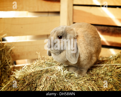 Lop-Earred Kaninchen Stockfoto