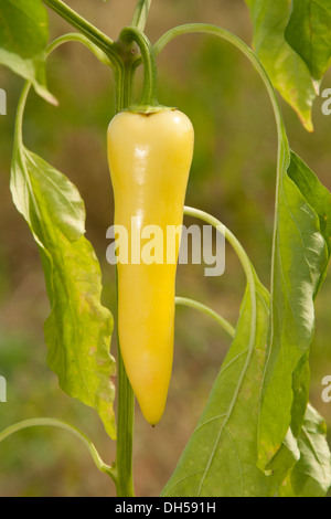 Banane Pfeffer wächst im Garten Stockfoto