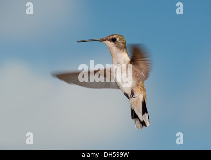 Frau Ruby – Throated Kolibri im Flug, Blick auf den Betrachter, gegen teilweise bewölkter Himmel Stockfoto