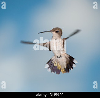 Weibliche Kolibri im Flug, schauen neugierig unter ihr Stockfoto