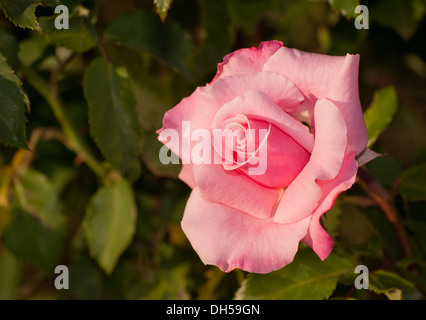 Rosa Rose im Garten Stockfoto
