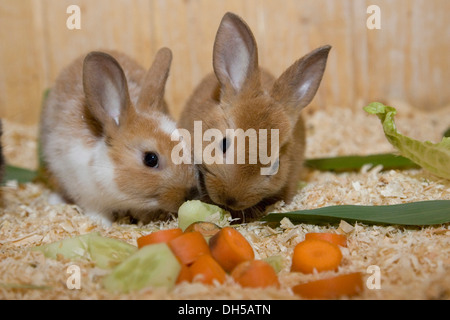 Junge Kaninchen essen Salat und Karotten Stockfoto