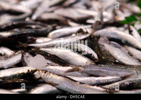 Fisch gesehen auf einem lokalen Markt auf der Insel Mallorca, Spanien Stockfoto