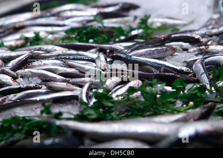 Fisch gesehen auf einem lokalen Markt auf der Insel Mallorca, Spanien Stockfoto