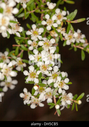 Cluster von weißen Blüten und Blätter der Leptospermum Liversidgei - Tee Olivenbaum - Australian Wildblumen wachsen in einem Wald Stockfoto