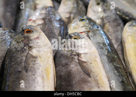 Fisch gesehen auf einem lokalen Markt auf der Insel Mallorca, Spanien Stockfoto