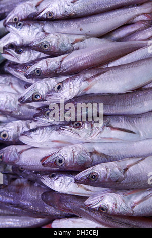 Fisch gesehen auf einem lokalen Markt auf der Insel Mallorca, Spanien Stockfoto