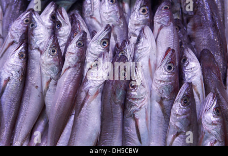 Fisch gesehen auf einem lokalen Markt auf der Insel Mallorca, Spanien Stockfoto