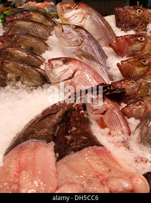 Fisch gesehen auf einem lokalen Markt auf der Insel Mallorca, Spanien Stockfoto