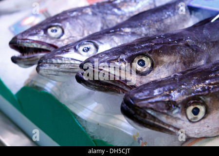 Fisch gesehen auf einem lokalen Markt auf der Insel Mallorca, Spanien Stockfoto