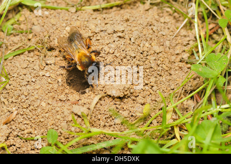 Andrena Stockfoto