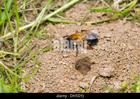 Andrena Stockfoto