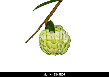 Custard Apple Obst auf weißem Hintergrund Stockfoto