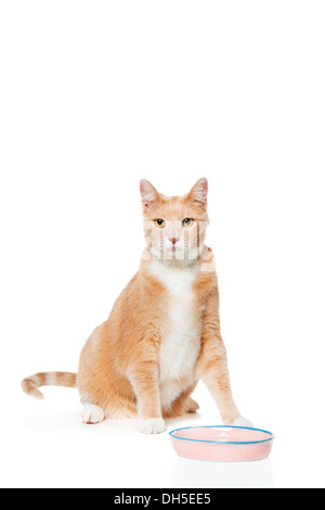 Orange Katze vor leeren Futternapf auf weißem Hintergrund Stockfoto