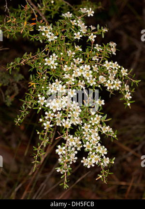 Cluster von weißen Blüten und Blätter der Leptospermum Liversidgei - Tee Olivenbaum - Australian Wildblumen wachsen in einem Wald Stockfoto