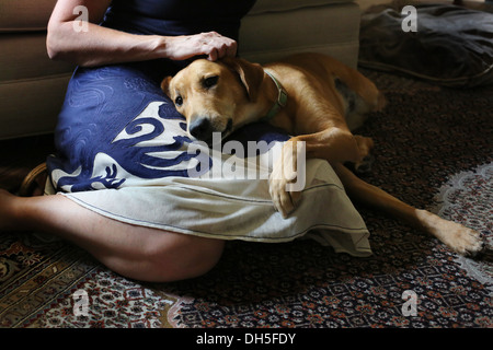 Ein Hund auf dem Schoß einer Frau. Stockfoto