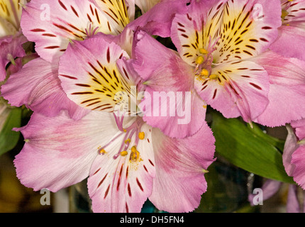 Cluster von blass lila / rosa und weißen Blüten von Alstroemeria, peruanisch / Prinzessin Lily Stockfoto