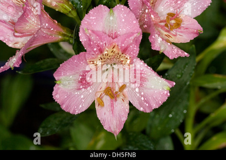 Blass rosa und weiße Blüten von Alstroemeria "Theresa" - Peruaner / Prinzessin Lily - mit Regentropfen auf Blütenblätter Stockfoto