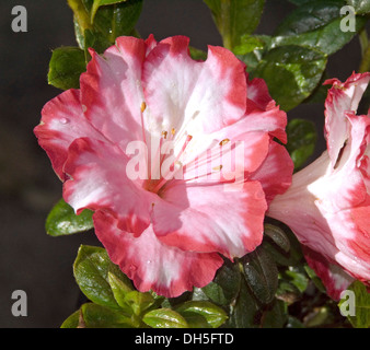 Weiß-rosa umrandeten Blume Azalea indica 'Gay Paree' und dunkelgrünes Laub Stockfoto