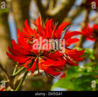 Cluster von leuchtend roten Blüten der Korallenbaum - Erythrina Bidwillii Hintergrund Laub und blauer Himmel Stockfoto