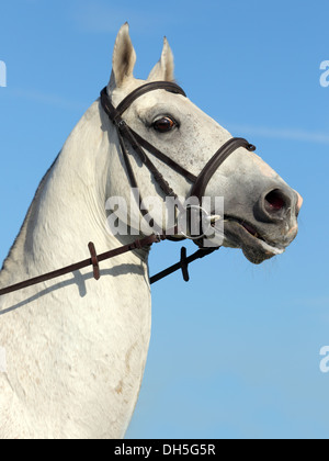 Schöne Achal-Tekkiner Pferde am Himmelshintergrund Stockfoto